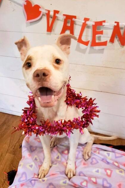 Un mes después de su rescate, Héroe, un poquito más repuesto, festejó San Valentín con su nueva familia