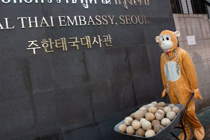 Un miembro de PETA disfrazado de mono volcó una carretilla llena de cocos enfrente de la legación tailandesa