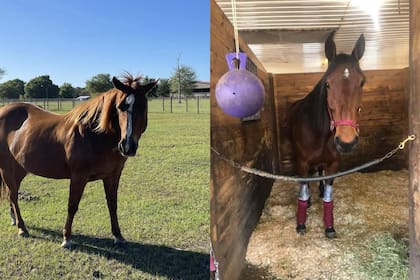 Un migrante cubano fue detenido en el sur de Florida por robar cuatro caballos