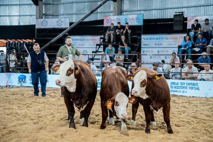 Un momento de la jura de Braford