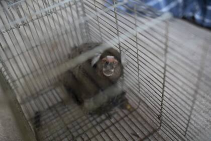 Un mono, capturado por investigadores del Instituto Fiocruz estatal de Brasil, mira desde una jaula, en el parque estatal Pedra Branca, cerca de Río de Janeiro