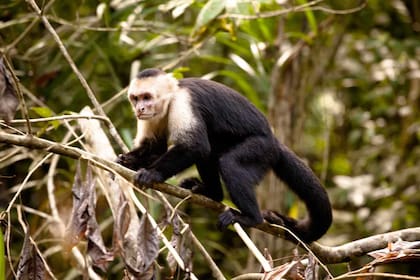 Un mono capuchino fue robado del bioparque de La Plata