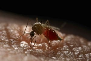 Mosquitos “autodestructivos”: el polémico proyecto respaldado por Bill Gates
