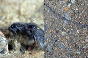 Un mosquito oscuro, cuando es larva, se une a otras para formar una especie de serpiente