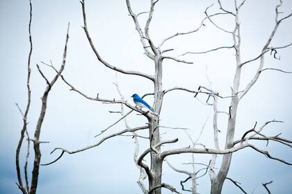 Un mountain bluebird le pone color a uno de los árboles petrificados de Mammoth Hot Springs.