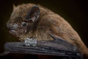 Hallazgo histórico: dónde reside el sexto sentido de los murciélagos
