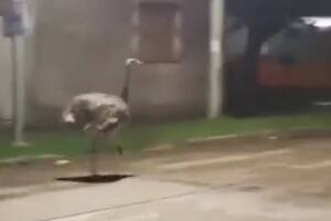 Un ñandú hembra escapó de una casa donde estaa cautiva junto con un macho