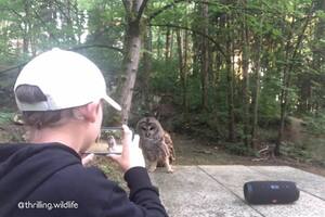 Video: el increíble encuentro de un chico de 13 años con un búho en un bosque