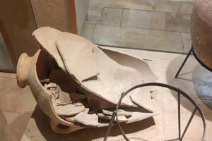 Un niño rompe una vasija de 3500 años de antigüedad en un museo israelí
Un niño de 4 años rompió el viernes una vasija en el Museo Hecht de Israel. El niño quería saber qué contenía, dijo su padre. El niño y su familia han sido invitados a volver cuando se restaure el objeto.