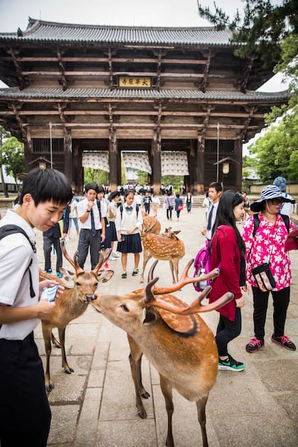 Un niño se acerca a dos bambis en el Templo Todaiji, en la ciudad de Nara.