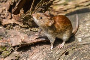 Tras la muerte de un joven, piden reforzar los cuidados por el hantavirus