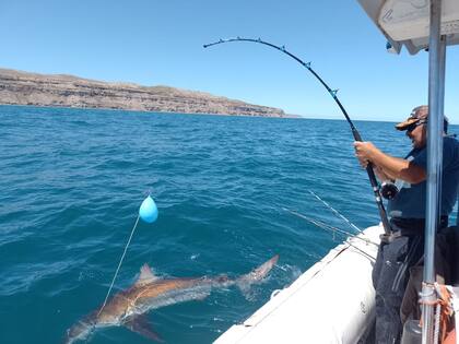 Un nuevo dispositivo puede reducir la pesca accidental de tiburones en Florida