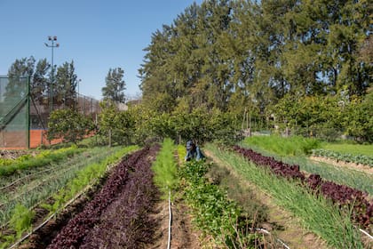 Un nuevo sector fue incorporado a la huerta,
que se encuentra en un espacio libre de un club de tenis
