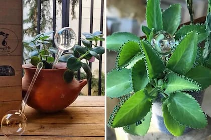 Un objeto de arte que, además de ser práctico y útil, embellece cualquier maceta