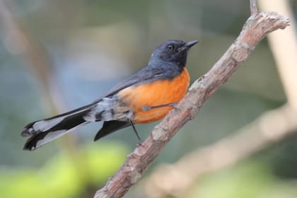 Un observador de aves de California encontró un ejemplar nunca antes visto en el estado