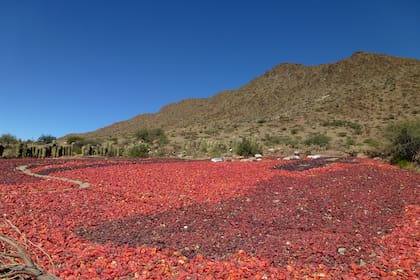 Un océano de pimientos cosechados para pimentón