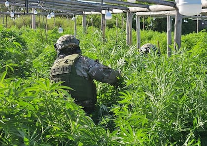 Un oficial del Grupo Especial de Operaciones Federales (GEOF) en medio de las plantaciones de marihuana