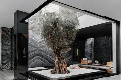 Un olivo de 150 años de La Toscana, ahora en el patio de una mansión en Beverly Hills