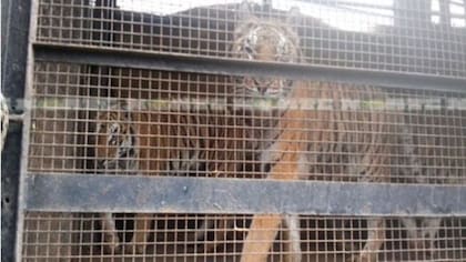 Un ONG en defensa de los animales logró que le apliquen la ley a el circo Veracruz