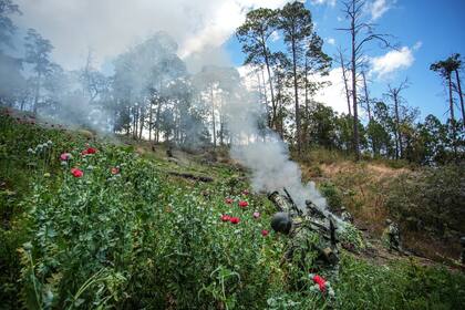 Un operativo de quema de amapola, en San Miguel Totolalpan