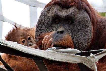 Un orangután macho con su cría