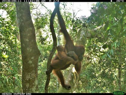 Un orangután (Pongo pygmaeus) madre con su cría