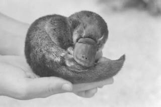 La historia del ornitorrinco que le regalaron a Winston Churchill (y la verdad sobre su misterioso final)