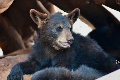 Un osezno quedó atrapado en una botella de agua y estaba agotado en la orilla de una autopista (Imagen ilustrativa)