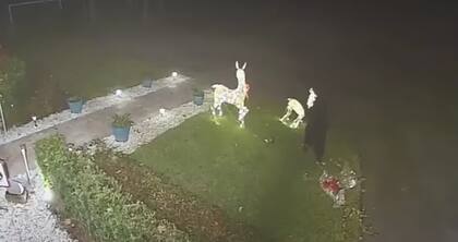 Un oso derribó la decoración navideña que encontró a su paso