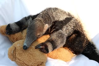 Cómo trabaja el centro que recupera osos hormigueros bebé en Corrientes