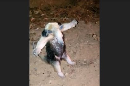 Un oso hormiguero que fue rescatado de las llamas en el norte de Brasil sorprendió por su reacción ante los bomberos