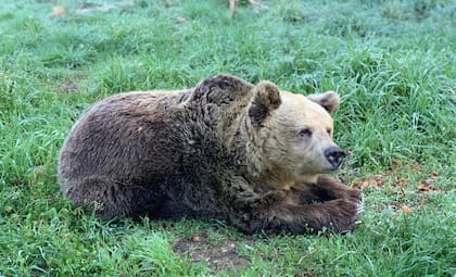 Un oso pardo de Asturias
