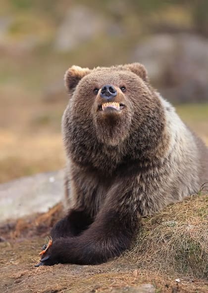 Un oso pardo sonríe a la cámara con los dientes al descubierto