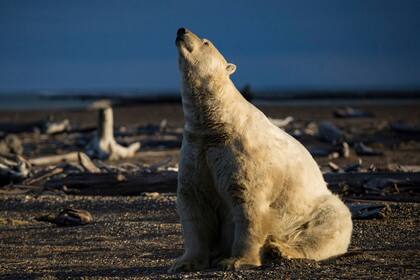 Un oso polar en Kaktovik, Alaska, el 11 de septiembre de 2016. Los osos polares deambulan por la ciudad durante el otoño como refugiados climáticos, en tierra porque el hielo marino del que dependen para cazar focas está retrocediendo