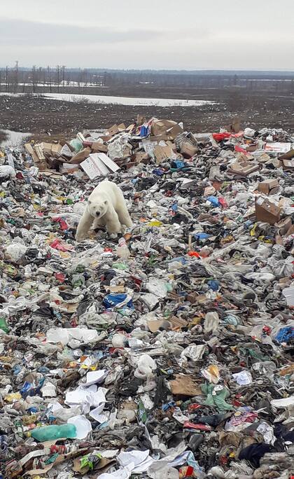 Un oso polar en un basural de Siberia