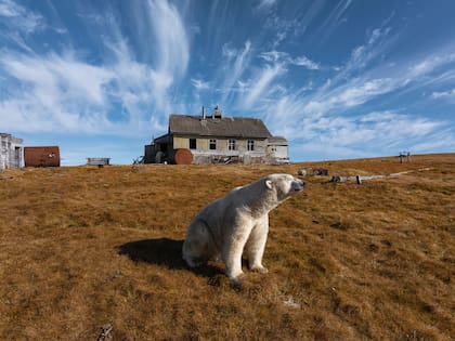 Un oso polar en una estación de investigación abandonada en la isla Koluchin, frente a Chukotka, Rusia, en el extremo oriental del país