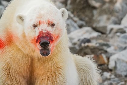 Si bien los ataques de osos polares a seres humanos no son frecuentes, en los últimos 5 años 5 personas fallecieron de esta manera en Noruega