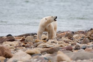 Un oso polar mató a una mujer y a su bebé en un pueblo de Alaska