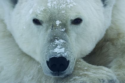 Un oso polar macho espera pacientemente que el hielo marino de la bahía Hudson se congele.