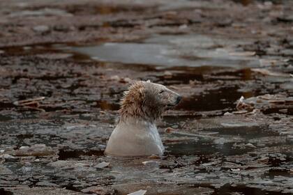 Un oso polar sufre las consecuencias del cambio climático, uno de los males del presente