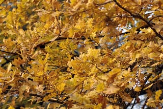 Todo lo que tenés que saber sobre las hojas