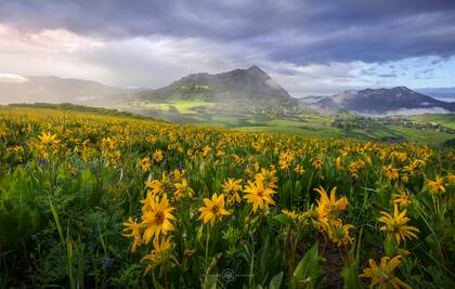 Un paisaje típico de flores salvajes en Crested Butte