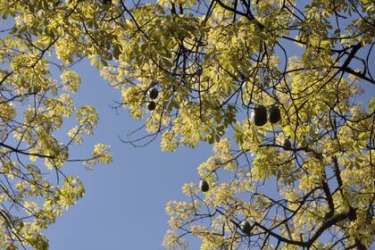 Un palo borracho en el que conviven las brotaciones y los frutos todavía sin abrir.