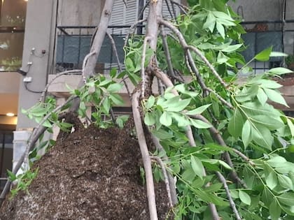 Un panal de avispas quedó colgando en Rosario