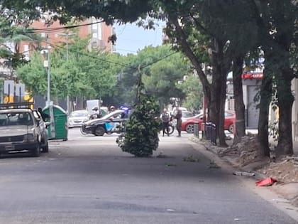 Un panal de avispas quedó colgando en Rosario