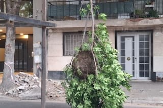 Cayó un panal de avispas y causó pánico en un barrio