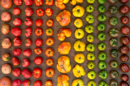 Un pantone con distintas variedades de tomates reliquia