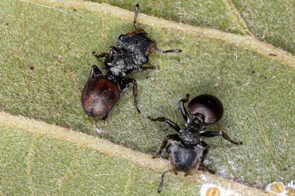 Un par de hormigas tortuga