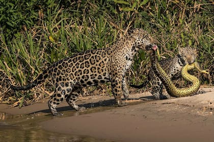 Un par de jaguares encaran a una anaconda
