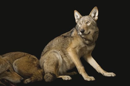 Un par de lobos colorados (Canis rufus gregoryi) del zoo Great Plains, ubicado en Sioux Falls, Dakota del Sur